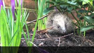 #AmazingGrace Hedgehog Challenge Fact 124