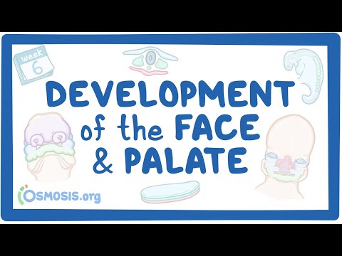 Development of the Face and Palate
