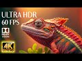 4K HDR 60fps Dolby Vision with Animal Sounds & Calming Music (Colorful Dynamic) #1