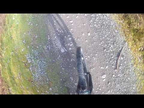 Widow maker Blu scar