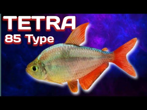 85 Amazing Type of Tetra spaces A to Z commen and Rare Tetras