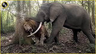 Elephant   The Real Boss in The Animal Kingdom
