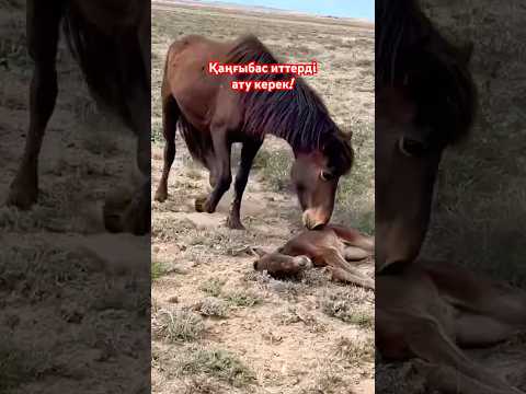 Обал-ай! #toiduman #horse #көктем #automobile #уағыфз #animals #бауыр #rek #домбыраастана #hunting