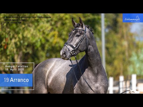 Schlamminger-Auktion Lot 19 Arranco Hengst v. Aviador - Abke