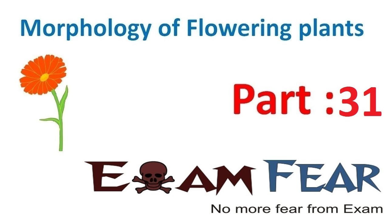Biology Morphology of Flowering Plants part 31 (Seed : Structure & types ) CBSE class 11 XI