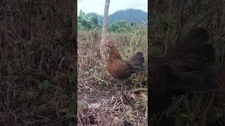 Download lagu Suab poj qaib see cuab tuaj zoo heev mp3