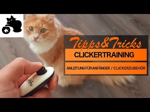 🔥"Clickern" mit Katze - Anleitung für Anfänger - Tipps& Tricks - Clickertraining mit Katze