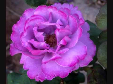 Thief of hearts   Harold Faltermeyer