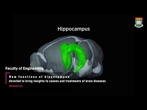 New functions of hippocampus unveiled