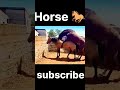 Aminal Mating Horse Mating Animalshorts