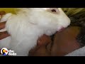 Guy Finds Abandoned Bunny At The Park And Becomes His Dad The Dodo Soulmates