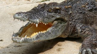 From Hatchling to Monster: The Crocodile Life Cycle