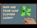 Why Are Four Leaf Clovers Lucky