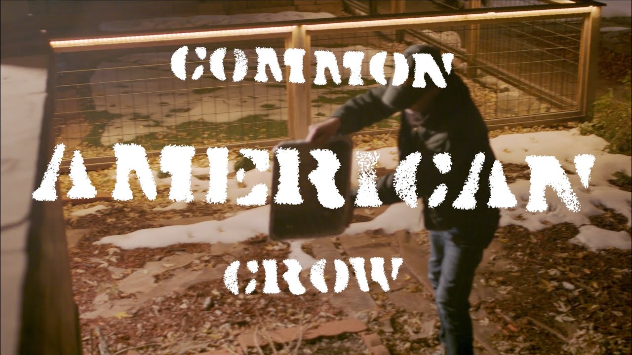 Common American Crow [Film Fest Cut]