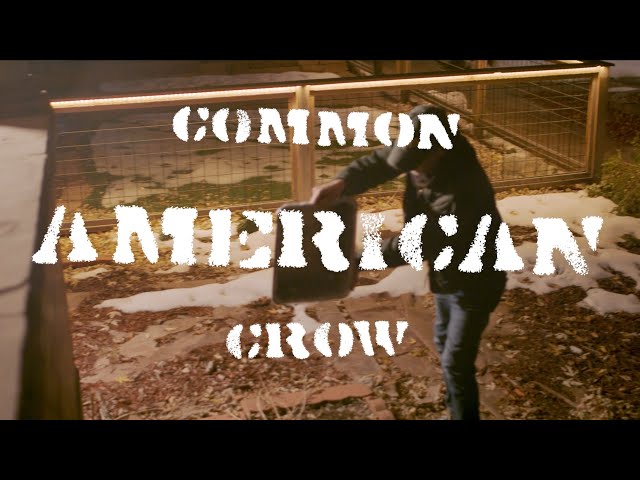 Common American Crow [Film Fest Cut]