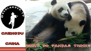 preview picture of video 'If Pandas spoke! Chengdu, China'