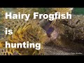 Diving Lembeh Strait 04 Hairy Frog Is Hunting Haariger Anglerfisch Jagt Hans Peter Endler