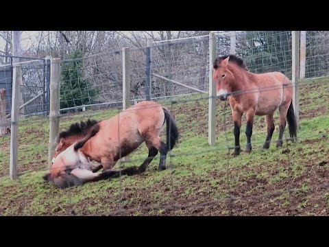 , title : 'Przewalski's Horses Fighting at Edinburgh Zoo - 06/02/23'