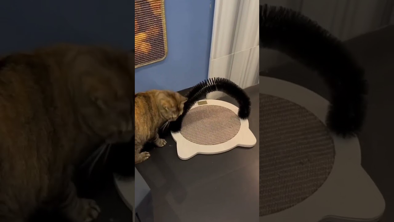 Enlarge Maxcat, an adopted Domestic Short Hair in Amherst, MA video 6/6