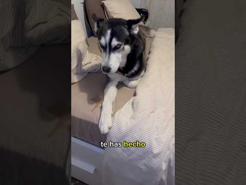 MI PERRO SE MEA EN MI CAMA | Riku el husky ciclista #perros #huskysiberiano #humor