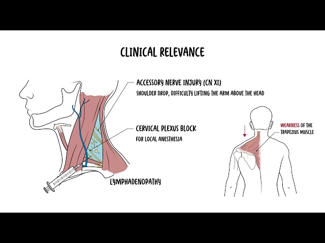 Posterior Triangle of the neck—Boundaries, Contents, Nerve Blocks & Surgical Landmarks