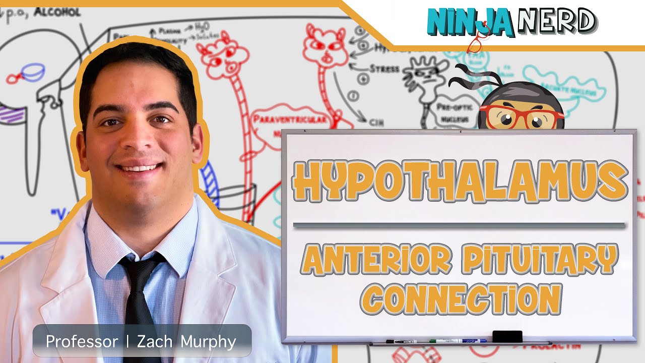 Endocrinology | Hypothalamus: Anterior Pituitary Connection