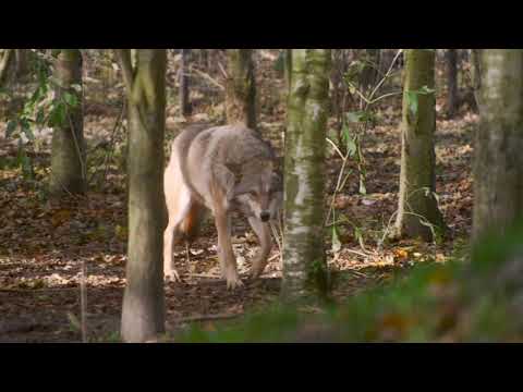 #The Tamaskan......#The Wolfy Dog...