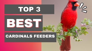 Top 5 best bird feeders for cardinals 2022