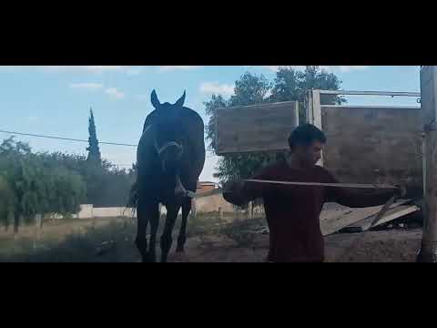 Video tres. Camping Municipal de Caucete, San Juan, Argentina. 7 de marzo 2026.