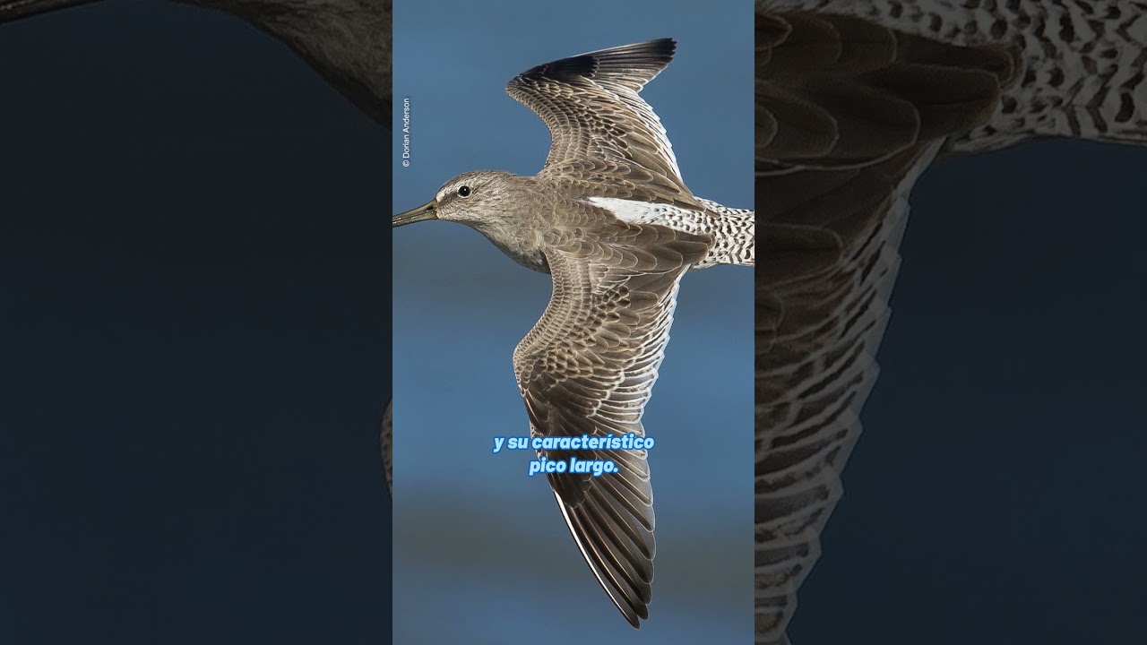 🐦💙 Te contamos un poco más sobre la Agujeta de pico corto (Limnodromus griseus). #datoscuriosos