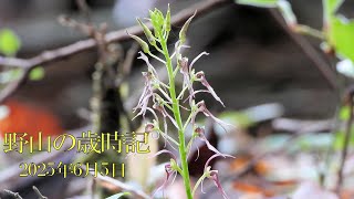 野山の歳時記　初夏の林床で咲いていた花　2025年6月5日