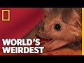 Vampire Bats | World's Weirdest