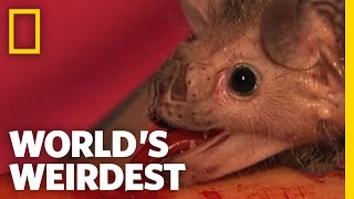 World's Weirdest - Vampire Bats