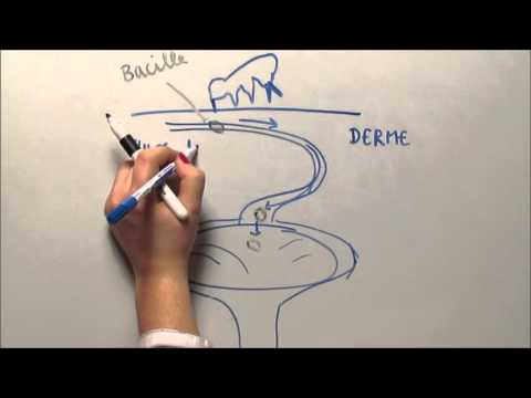 La transmission de la peste