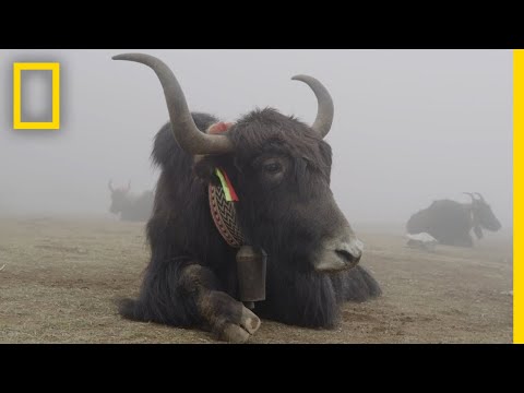 珠穆朗瑪峰生物--生命正在崛起｜國家地理頻道 (Everest Biology - Life is on the Rise | National Geographic)