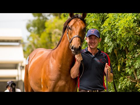 2019 Gold Coast Yearling Sale - Day 2 (Live Stream Archive)