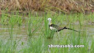 レンカク夏羽が飛来(動画あり)