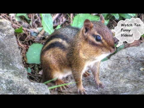 image-What's the difference between a squirrel and a chipmunk?