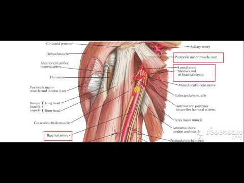 Brachial artery relations to nerves
