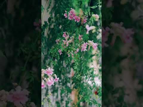 Atrair Energias Positivas, Sabedoria, Eliminar ansiedade, Equilibrar os Chackras e Aura