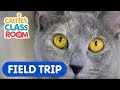 Learn How To Care For Pets Caitie S Classroom Field Trip Animal Video For Kids