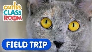 Learn How To Care For Pets! | Caitie's Classroom Field Trip | Animal Video for Kids