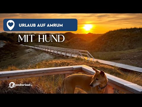 Urlaub mit Hund auf Amrum: Wo Hundeherzen höher schlagen. Ein tierischer Urlaub auf der Nordseeinsel