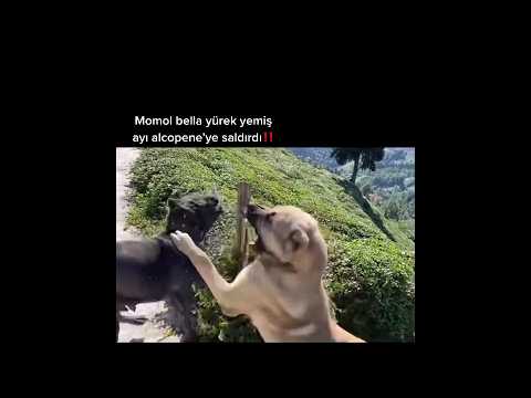 Kangal attack cane corso real fight #RecepBayraktar #Kangal #CaneCorso