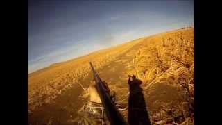 preview picture of video '2012 South Dakota Pheasant Hunting Trip'