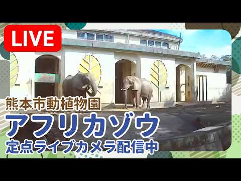熊本市動植物園 アフリカゾウのライブカメラ