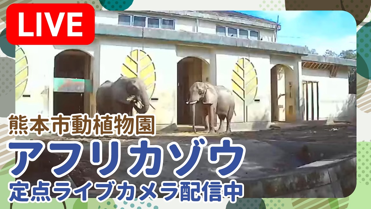 Kumamoto City Zoo African Elephant