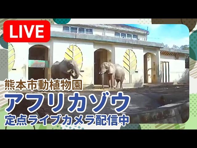 熊本市動植物園 アフリカゾウ