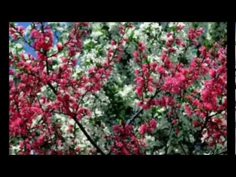 Miruna Pinzaru - Infloresc gradinile