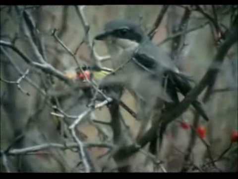 download lagu mp3 mp4 Alcaudon, download lagu Alcaudon gratis, unduh video klip Alcaudon